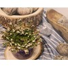 Saint Terra - Rose of Jericho Flower The Resurrection Plant,