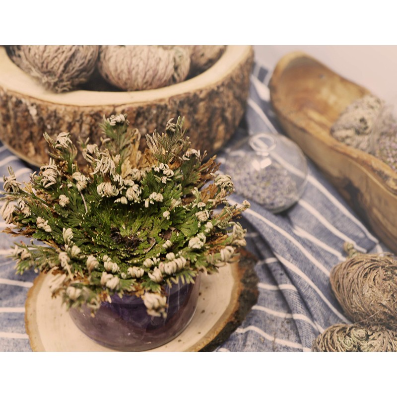 Saint Terra - Rose of Jericho Flower The Resurrection Plant,
