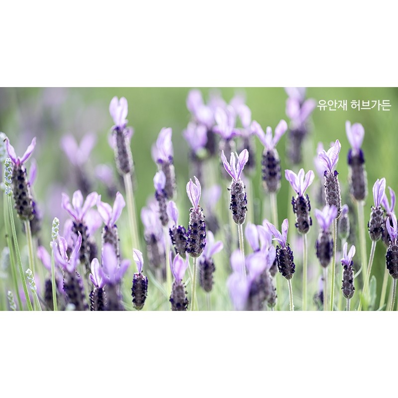 Yuanjae Hyal Cica Lotion 95g / 유안재 히알 시카 로션