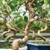 Brussel's Bonsai Live Golden Gate Ficus Indoor Bonsai Tree -
