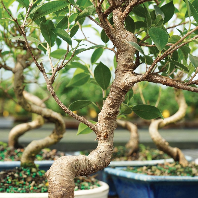Brussel's Bonsai Live Golden Gate Ficus Indoor Bonsai Tree -