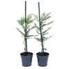 2 Coastal Redwood Trees – Live Plants – Sequoia sempervirens