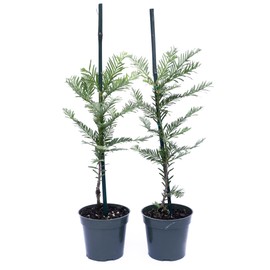 2 Coastal Redwood Trees – Live Plants – Sequoia sempervirens – Thriving in 3” Deep Nursery Cubes – 10-12” Tall, Fast-Growing & Majestic Evergreen