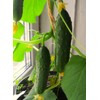 Indoor Cucumber F1 Self-Pollinating 10 Seeds