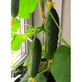 Indoor Cucumber F1 Self-Pollinating 10 Seeds