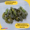 BAITFUEL PACA Craw Creature Bait Infused with Supercharged X55 Formula