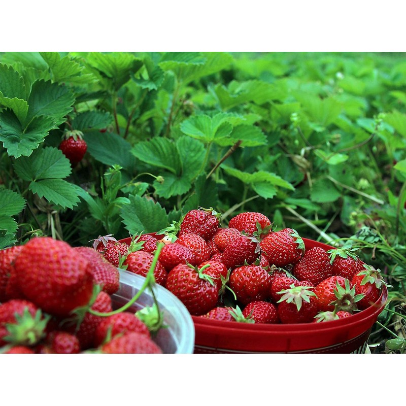 Strawberry Albion Bare Root Plants 25 Count - Day Neutral