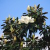Generic Little Gem Magnolia, Compact Flowering, Hardy, Slow-Growing, Evergreen, 7