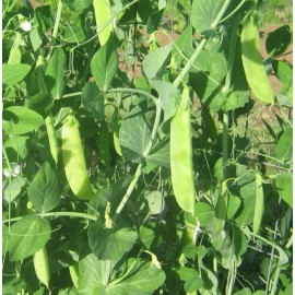Southeast Seeds Mammoth Melting Sugar Snow Pea Seeds, NON-GMO, Heirloom, FREE SHIPPING - 25 Seeds or 1/4 OZ