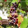 Tcamp Tcamp Trellis Netting for Climbing Plants, Cucumber Trellis for