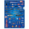 The Access Deep Sea Fish Picture Book Clear File A4