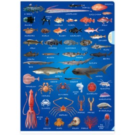 The Access Deep Sea Fish Picture Book Clear File A4 Deep Sea Encyclopedia