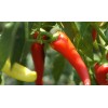 Bird African Bird Pepper (90m hu) 1 oz (Piri Piri)