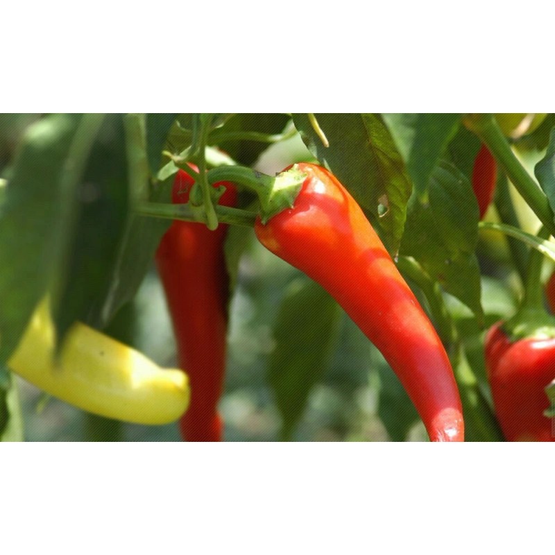 Bird African Bird Pepper (90m hu) 1 oz (Piri Piri)