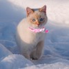 MJIYA Cat Collar with Bell, Breakaway Grid Collar with Plastic