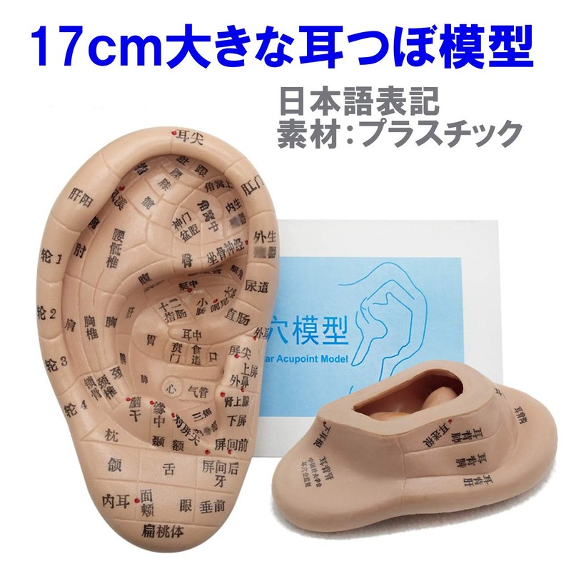 Fermore Ear Model, Ear Urn Model, Japanese Notation, Convenient to