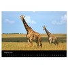 Giraffes - Lovely Giants of the African Savannah (Wall Calendar