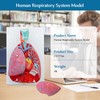 JNMFTD Human Respiratory System Model,1:1 Life Size Human Larynx Heart