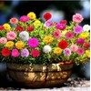 KIRA SEEDS - Seeds Moss Rose Mix - Portulaca 1500