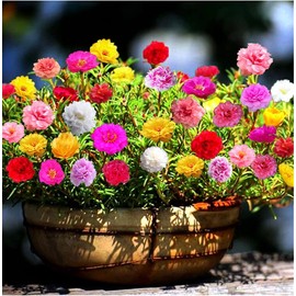 KIRA SEEDS - Seeds Moss Rose Mix - Portulaca 1500 Seeds - Annual Flowers for Planting