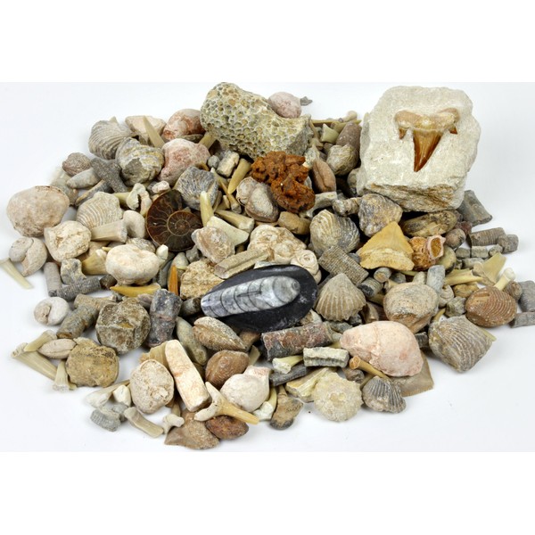 Dancing Bear Fossil Collection Sorting Activity Kit with Over 100 Pcs (More Than 20 Different Fossil Varieties!), Educational ID Sheet, Color ID Cards, Bags, Magnifying Glass, and Shark Teeth, Brand