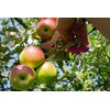 Altera la Vita Garden Shears, Rose Shears, Vine Shears, Extremely