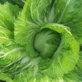 BAU Sin Mustard Seeds Yu Choy, Shanghai Green Mild, Slightly Sweet, and Slightly Bitter for Cooking Vegetable Gardens Outdoor 5000Pcs Vegetable Seeds by YEGAOL Garden