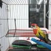 Mipcase Pack of 2 Bird Cage Hanging Shelf Made of