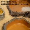 MUYYIKA Reptile Feeding Dish, Food Container, Dish, Drinking Fountain, Breeding