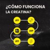 Ascent simply tera's- Clean Creatina Monohidrato Polvo 5G Por Porción,