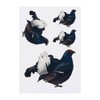 4 x 'Lek Black Grouse' Temporary Tattoos - Water Resistant,