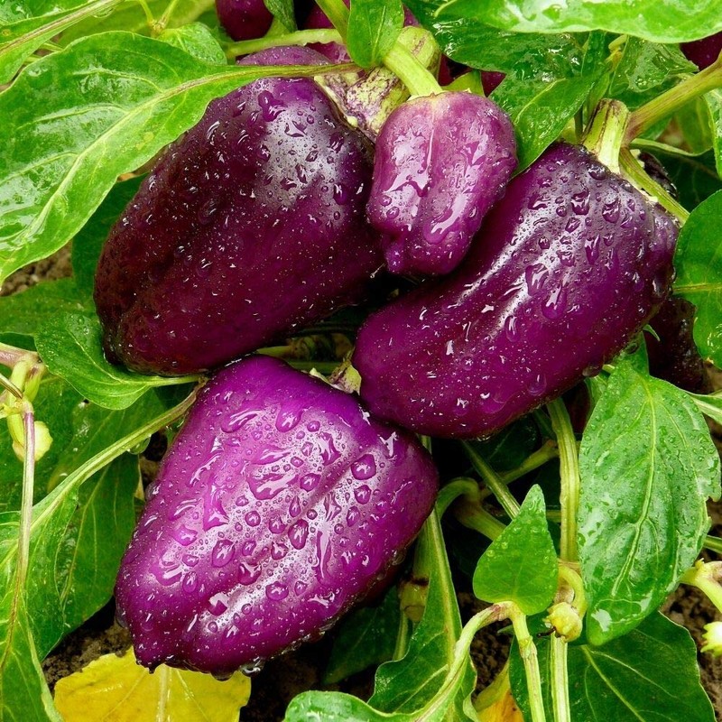 CEMEHA SEEDS Sweet Bell Pepper Purple Vegetable Heirloom Organic Non-GMO