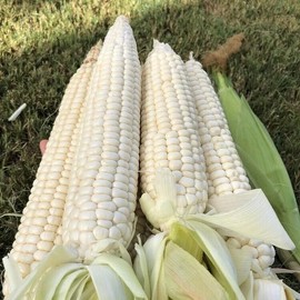 Nygardenia 50pcs Sweet White Corn Seeds - Heirloom, Sweet, Open-Pollinate