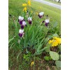 Fresh 6 BEARDED IRIS PLANTS RHIZOMES FRESH MIXED VARIETIES