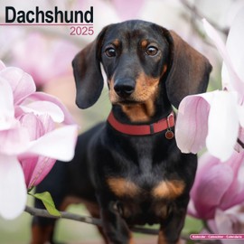 Dachshund Calendar 2025 | Square Dog Breed Wall Calendar - 16 Month