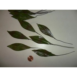 Unbranded Vintage Green Medium Dogwood Leaves  1 Dozen