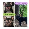 Paw to Paw Dog Paw Butter (30ml) Natural Lick Safe