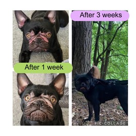 Paw to Paw Dog Paw Butter (30ml) Natural Lick Safe cat nose balm protector, softens & protects a rough paw