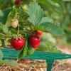 Relaxdays Strawberry Ripper, Set of 10, Snail Protection, Strawberries, Plastic,