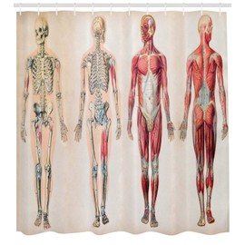 Ambesonne Human Anatomy Shower Curtain, Vintage Chart of Body Front Back Skeleton and Muscle System Bone Mass Graphic, Cloth Fabric Bathroom Decor Set with Hooks, 84" Long Extra, Ruby Cream