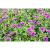 Health Embassy Cranesbills Herb Tea | Geranium robertianum L |