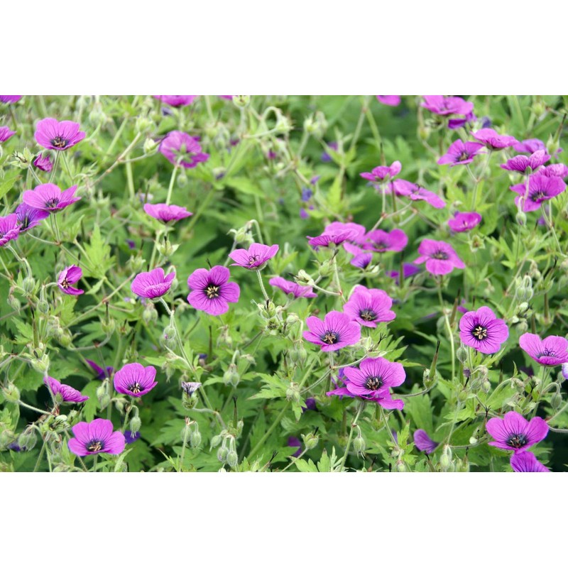Health Embassy Cranesbills Herb Tea | Geranium robertianum L |