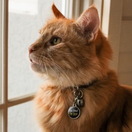 GRAPHICS & MORE Be Kind I'm Deaf Chrome Plated Metal Pet Dog Cat ID Tag - Small