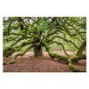 Angel Oak Tree Johns Island South Carolina 1000 Piece Wooden