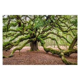 Angel Oak Tree Johns Island South Carolina 1000 Piece Wooden Jigsaw Puzzle Children Puzzles Adult Decompression Gift Games Toys Puzzle Home