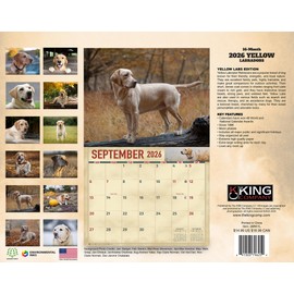 2026 Yellow Labrador Dog Wall Calendar 16-Month X-Large Size 14x22, Monthly Calendar for Home or Office, by The KING Company-Monster Calendars