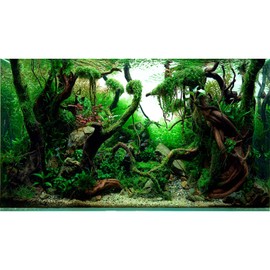 Aquascaped Freshwater Aquarium Background with Neon Fish Live Plants,Frodo Stones and Redmoor Roots Terrarium Background Jungle Style Aquascape Aquarium Backdrop Fish Tank Decor Vinyl 24x12in