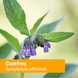 Herb Pharm Certified Organic Comfrey Liquid Extract - 1 Ounce (DCOMF0)