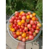 Rhiannons_garden_goodies Ditmarsher Micro Dwarf Tomato Seeds Organic 10 Count *Free