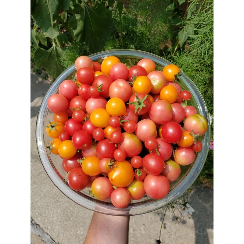 Rhiannons_garden_goodies Ditmarsher Micro Dwarf Tomato Seeds Organic 10 Count *Free